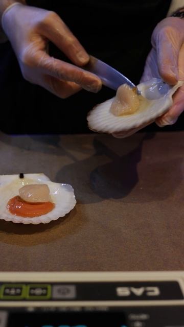 морской гребешок