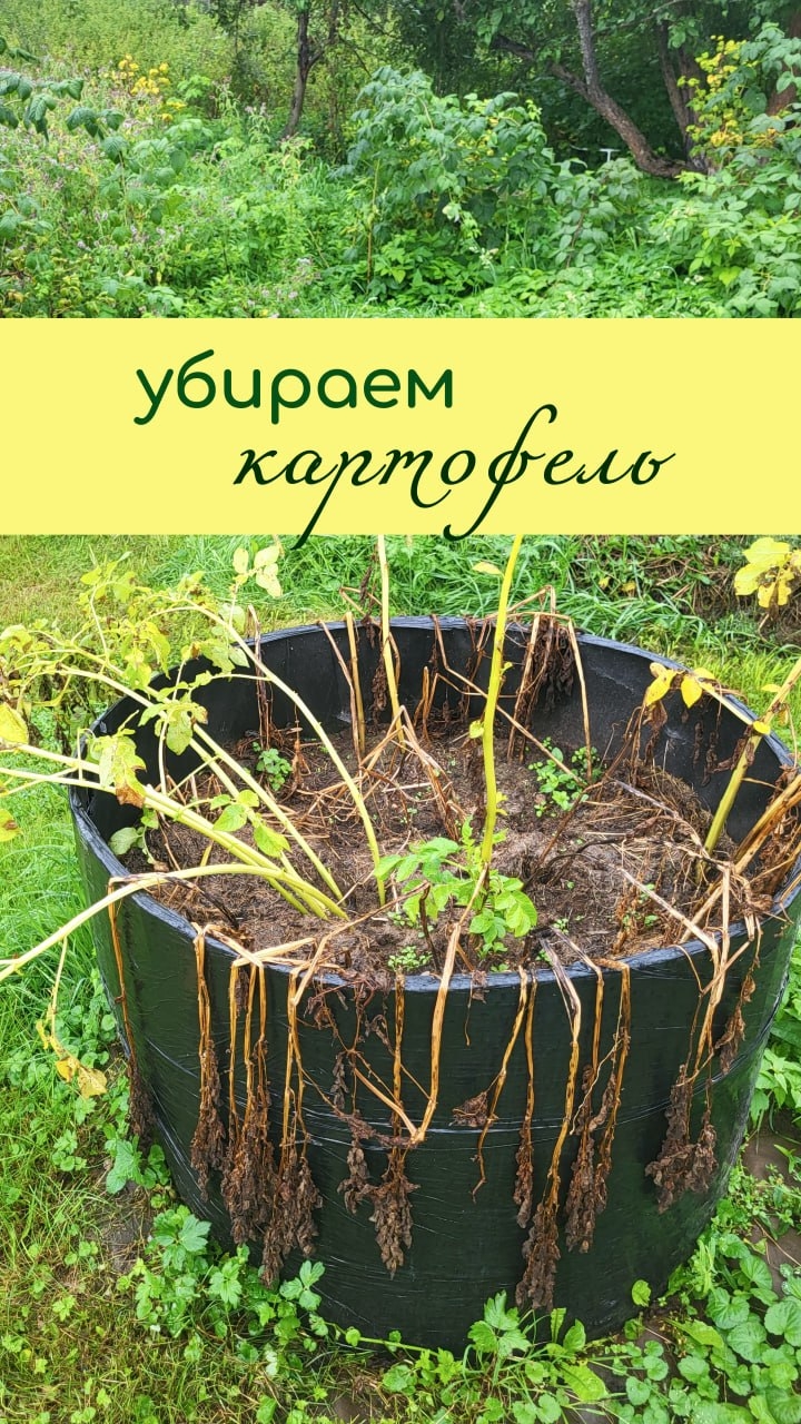 Убираем КАРТОФЕЛЬ ВОВРЕМЯ