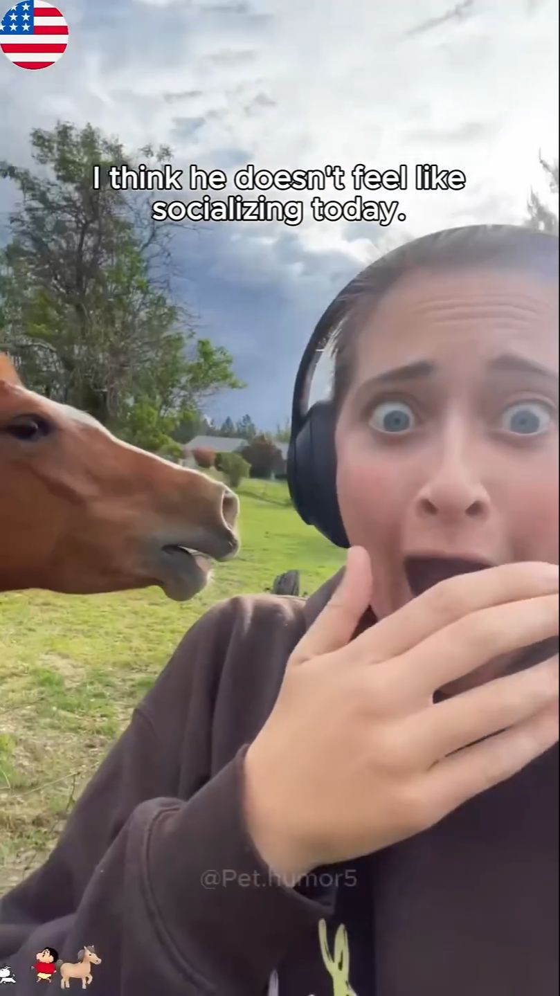 Horse's