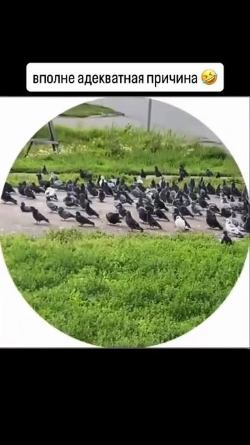 Адекватная причина 🤣