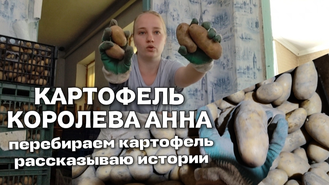 Картофель 