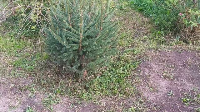 Прогулка по саду