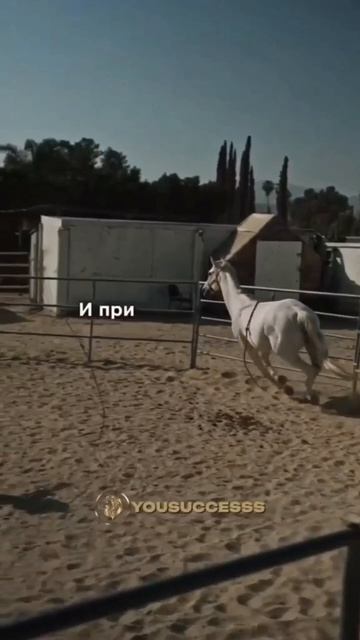 Надо к ветеринару