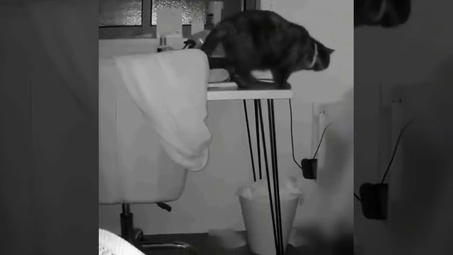 Какие же кошки грациозные