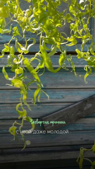 Ива для сада 🌿 5 причин посадить её на участке
