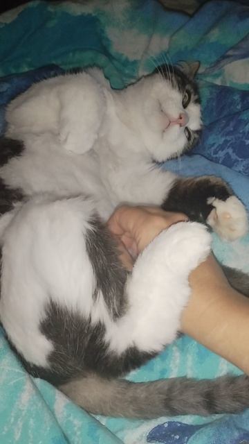 смешные спящие животные котик Шмоня