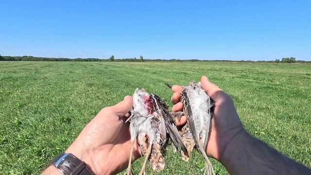 Открытие охоты по болотно-луговой дичи  2026г