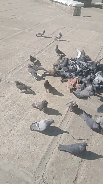 ГОЛУБИ ЖРУТ СЕМКИ