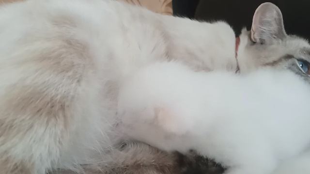 котик снежок открыл глазки 2 часть