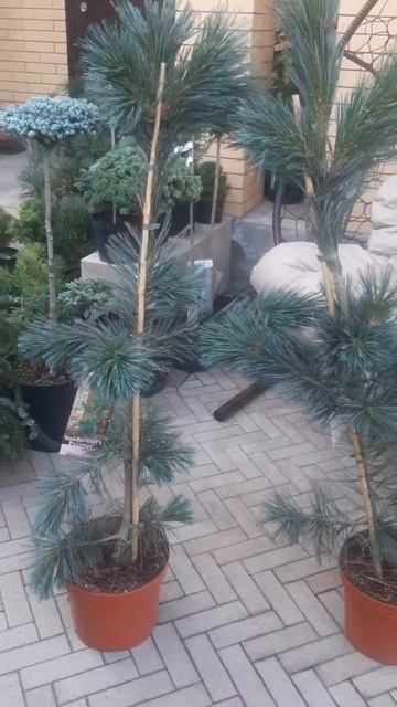 ❤🌲Сосна Вандервульф Пирамид
✔Продажа растений в макс и телеграм канале: Https://t.me/love_is_hvoiny_