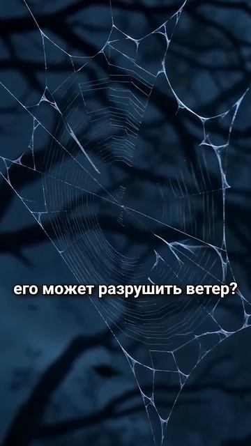 Тайна паука скрытая в Коране! shorts