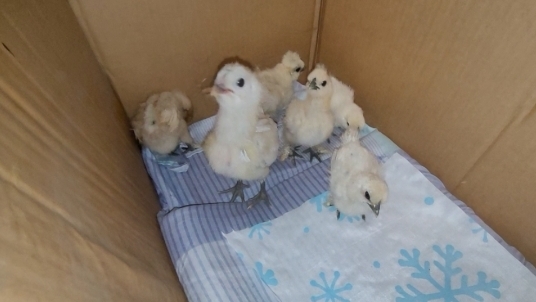 Покупка для души 🐥/Китайские шёлковые