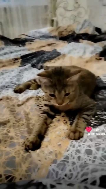 это мой кот