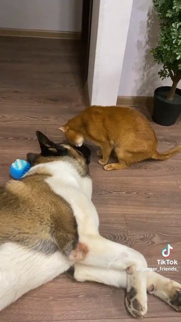 кошка ластится к собаке