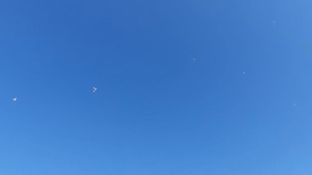 24.08.26 г. Андижанская порода голубей 2