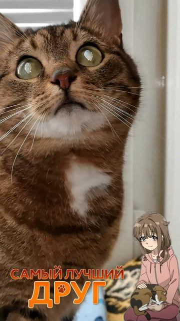Хвостик шепчет: «Никто не должен оставаться один. Я всегда рядом» 💖🐾💔