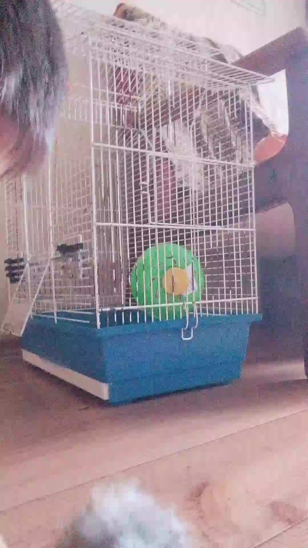 мой хомяк 🐹🐹🐹