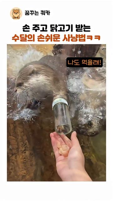 [8600만] 손 주고 닭고기 받는 손쉬운 사냥법ㅋㅋ