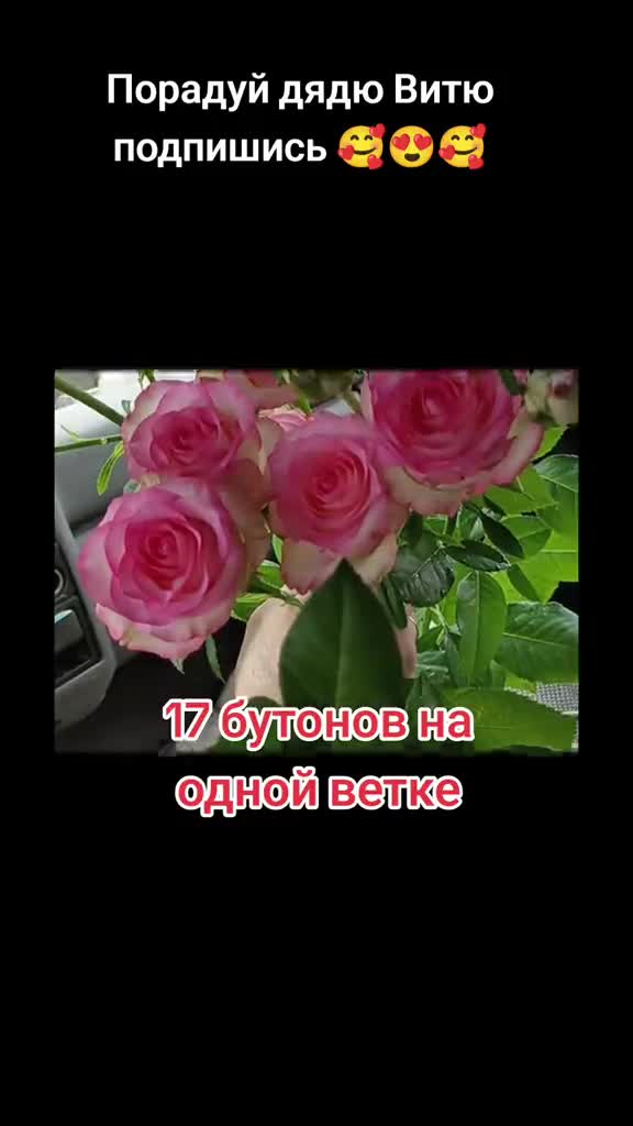 Роза сорт джумилия. Выращиваю и учусь размножать розы. #дядявитя #розы #сад #теплица #огород