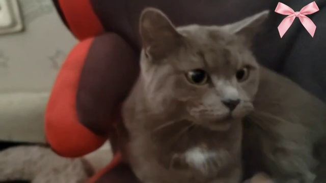 😽😽😼😸😺😺😺