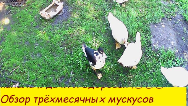 Обзор трёхмесячных мускусов