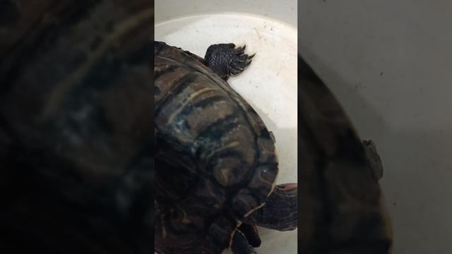 А вот и  красноухие черепахи