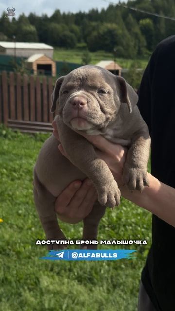 Осенняя хондра пройдет вас стороной с таким невероятным щенком 😍
