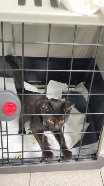 взяла приютского котёнка😻 мой Сажуля🐈⬛❤️🙀 кота возьми!☝️🐈⬛😺