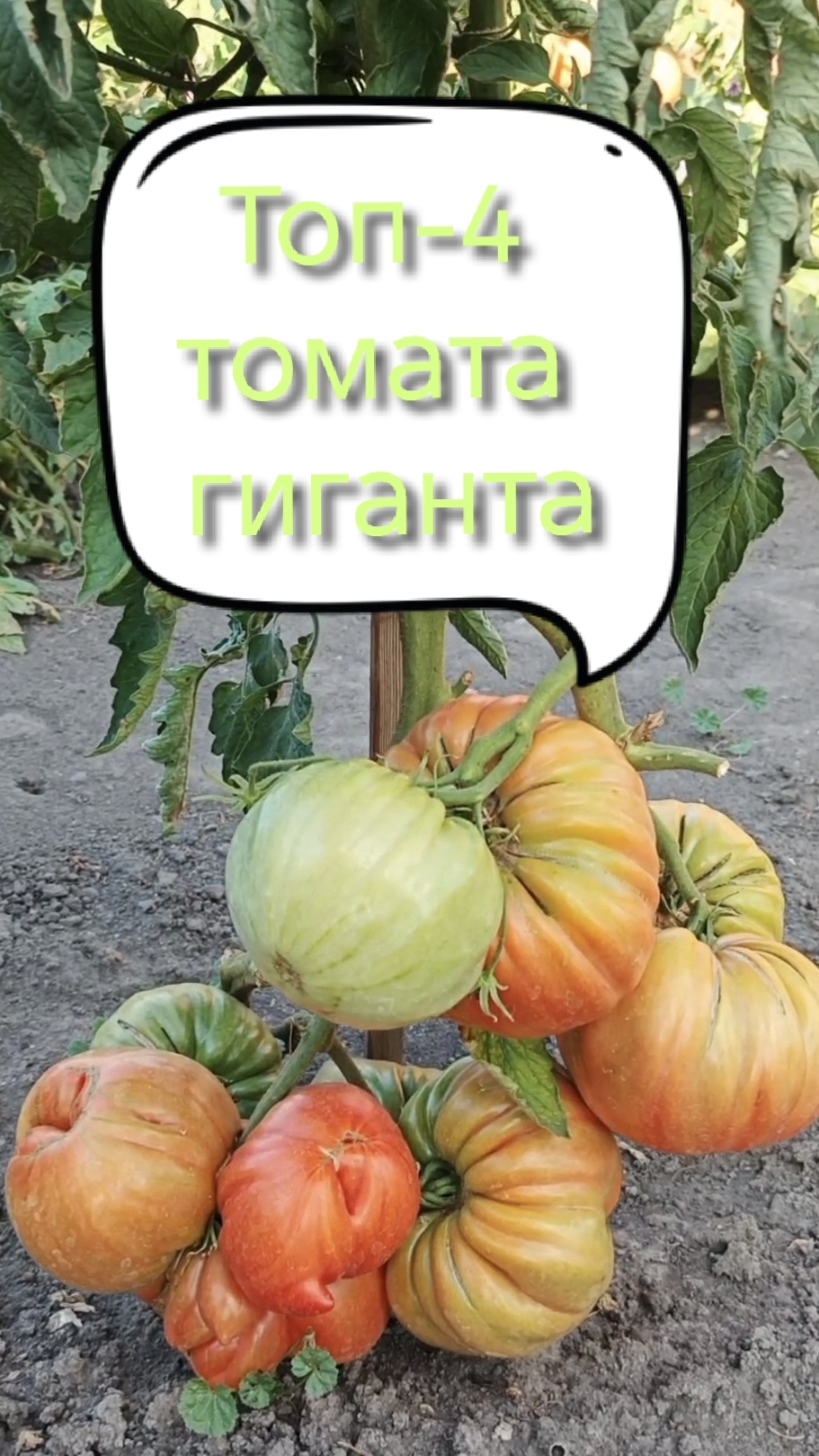 Обзор томатов: Винный болгарский великан, Отводы, Рабочий выпуск пасты и Хала