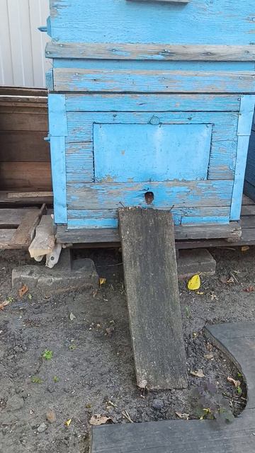 Старый улей.