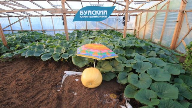 Таймлапс роста тыквы 650кг+