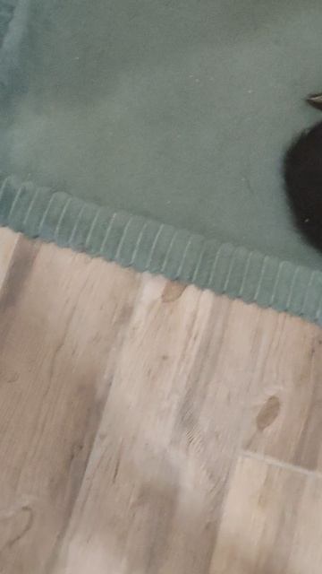 КОШКА ПОШЛА НА ОХОТУ