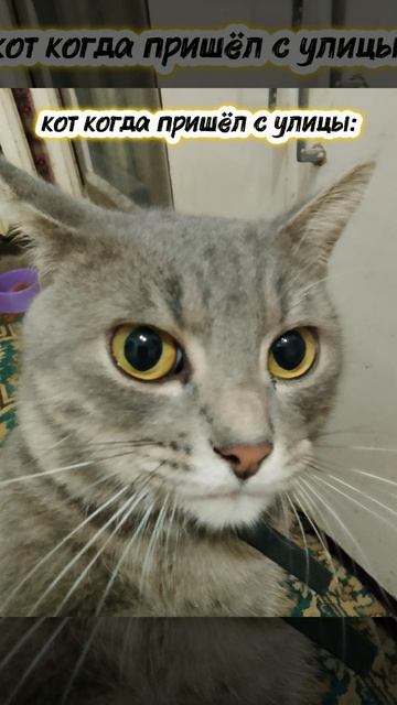 когда кот пришёл с улицы