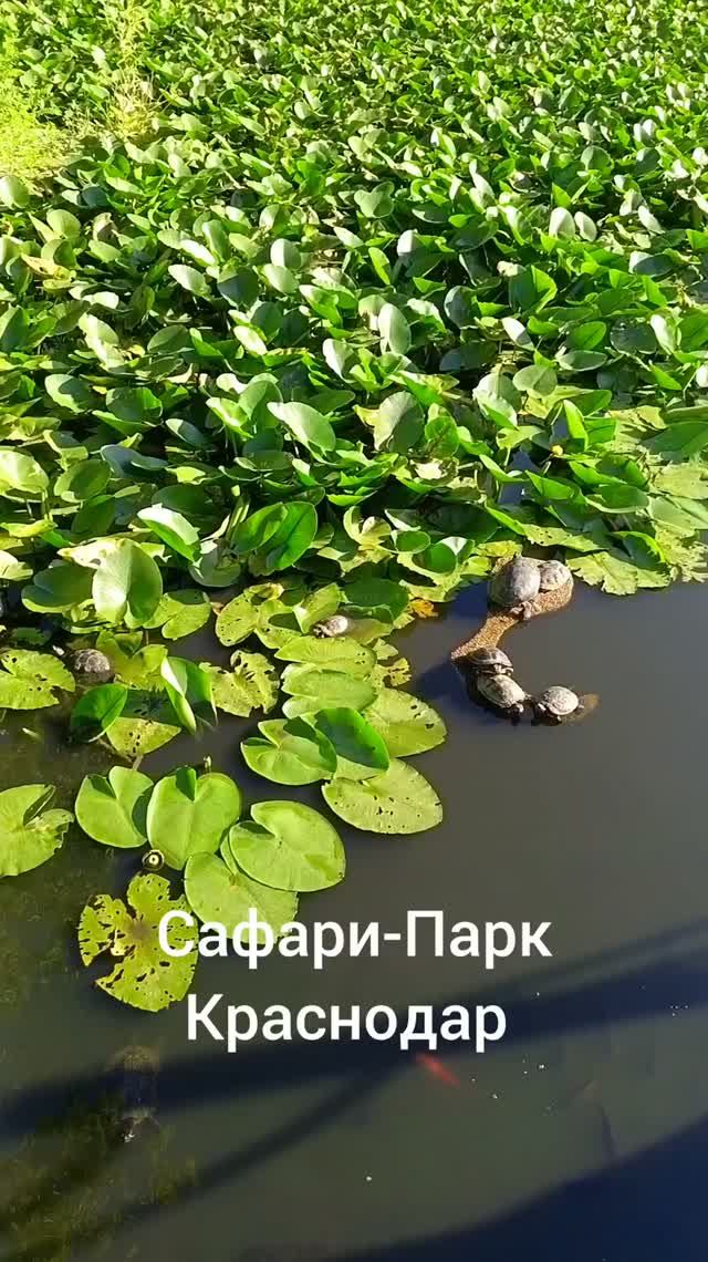 Сафари-Парк#г. Краснодар#1 часть