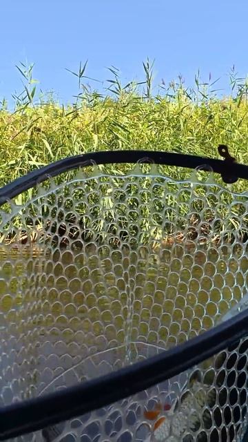 Один заброс решил всё!  #shorts #рыбалка #fishing #chub #голавль #fish #спиннинг
