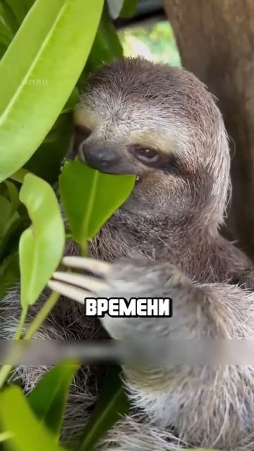 Животные приколы и не только🙂