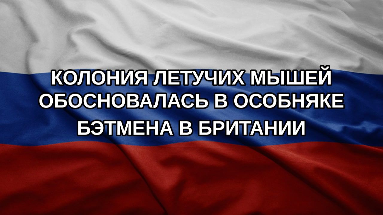 Колония летучих мышей обосновалась в особняке Бэтмена в Британии