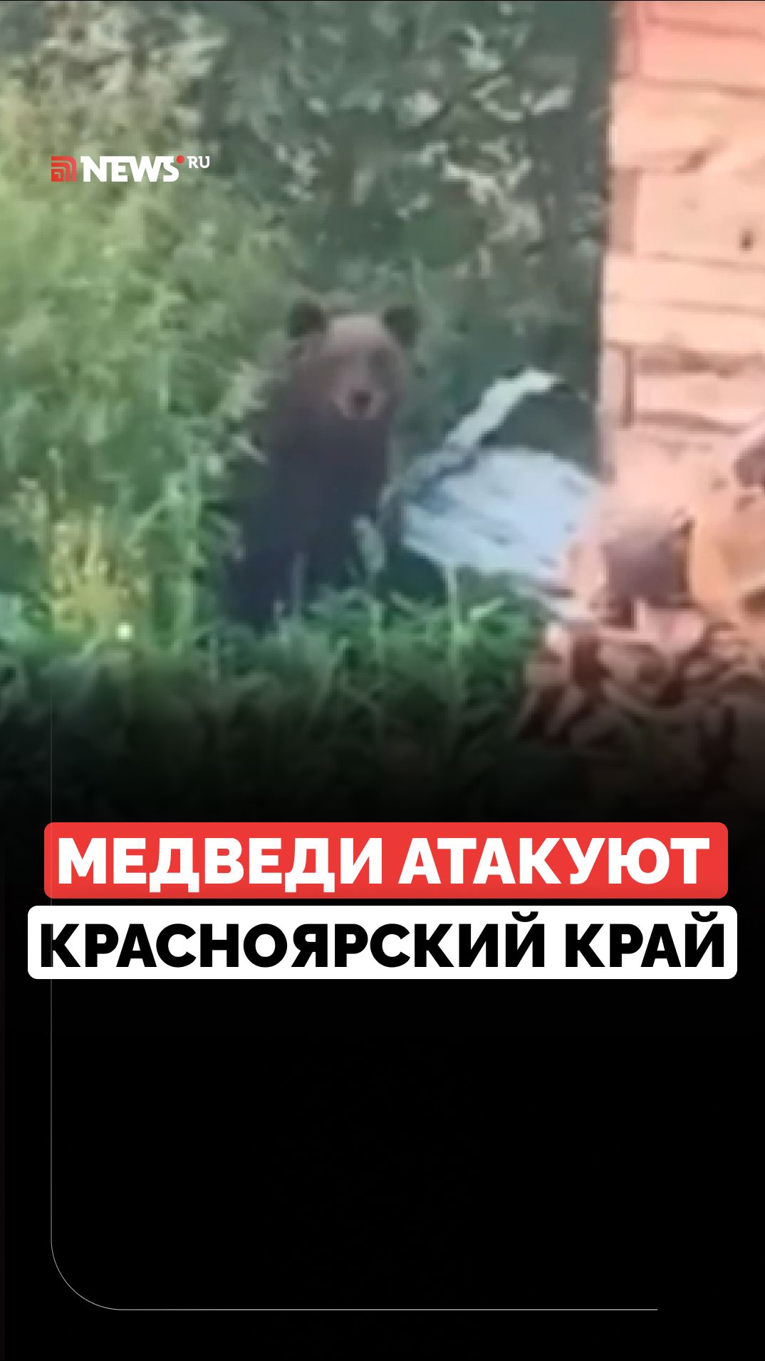 Разрывают собак и выходят к людям: медведи открыли охоту на жителей Красноярского края
