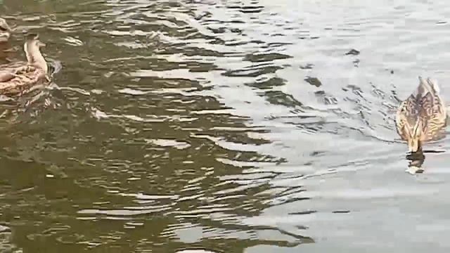утки на урале