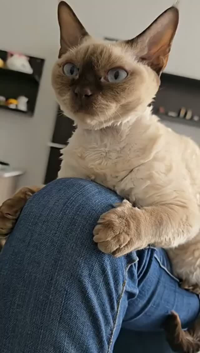 😻♥️👍 КОШКА ПОРОДЫ ДЕВОН РЕКС #кошки