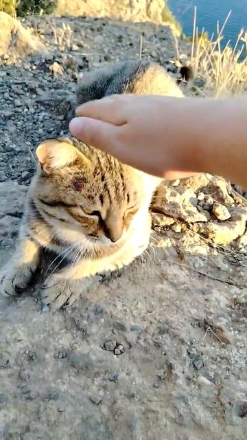 Милый крымский котенок 🐱