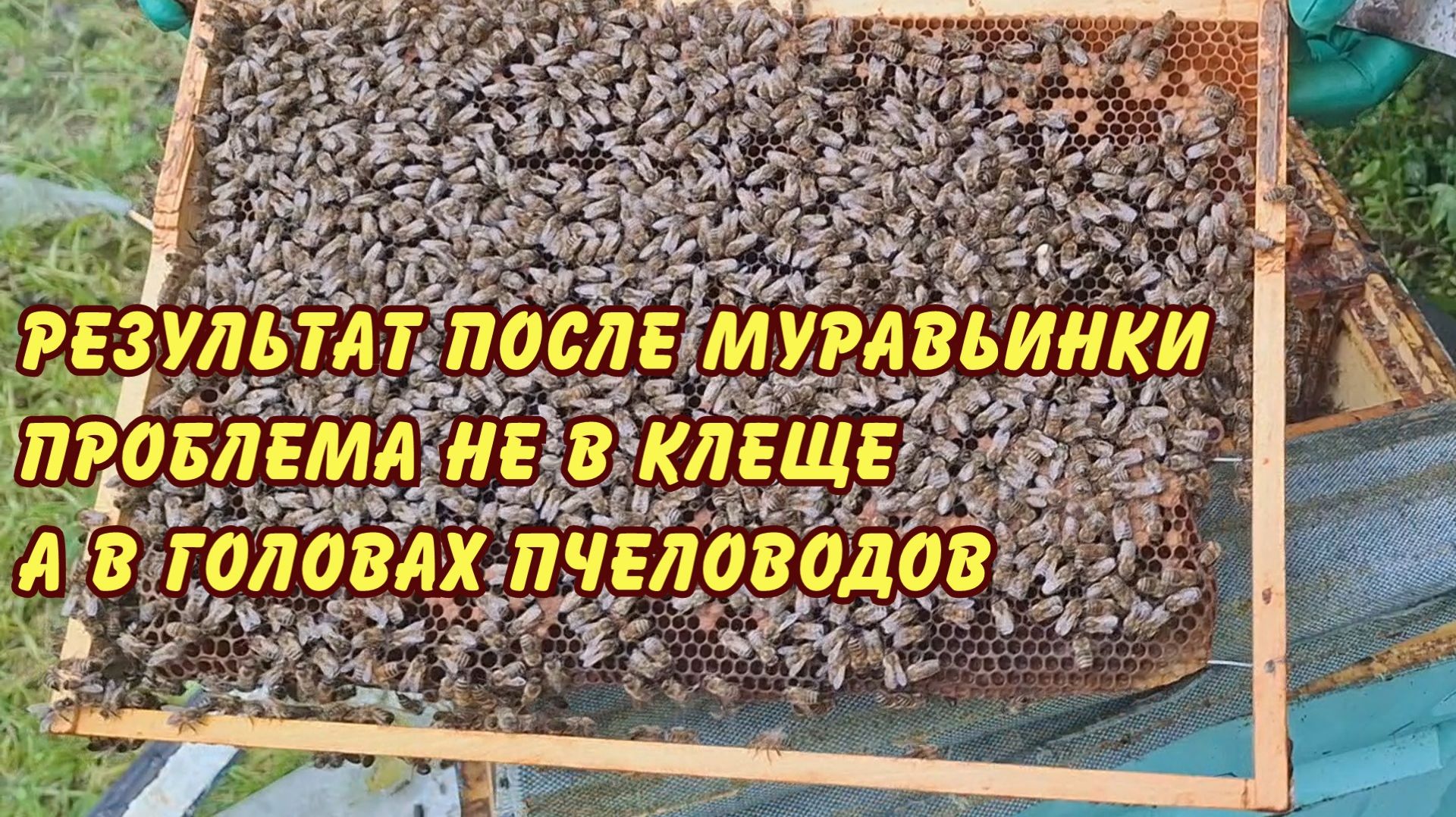 результат после муравьинки проблема не в клеще а в головах пчеловодов