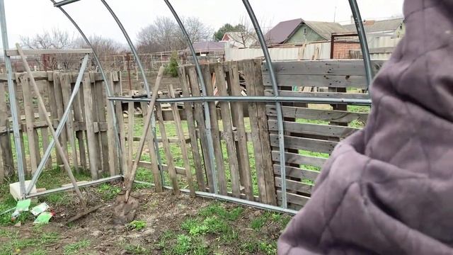 Убрал лишних петухов, спилил часть жердёлы, много работы, ничего не успеваю.