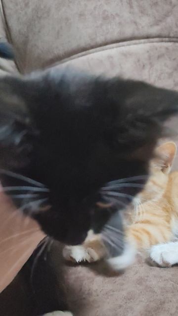 ТРИ КОТИКА МУРЧАТ