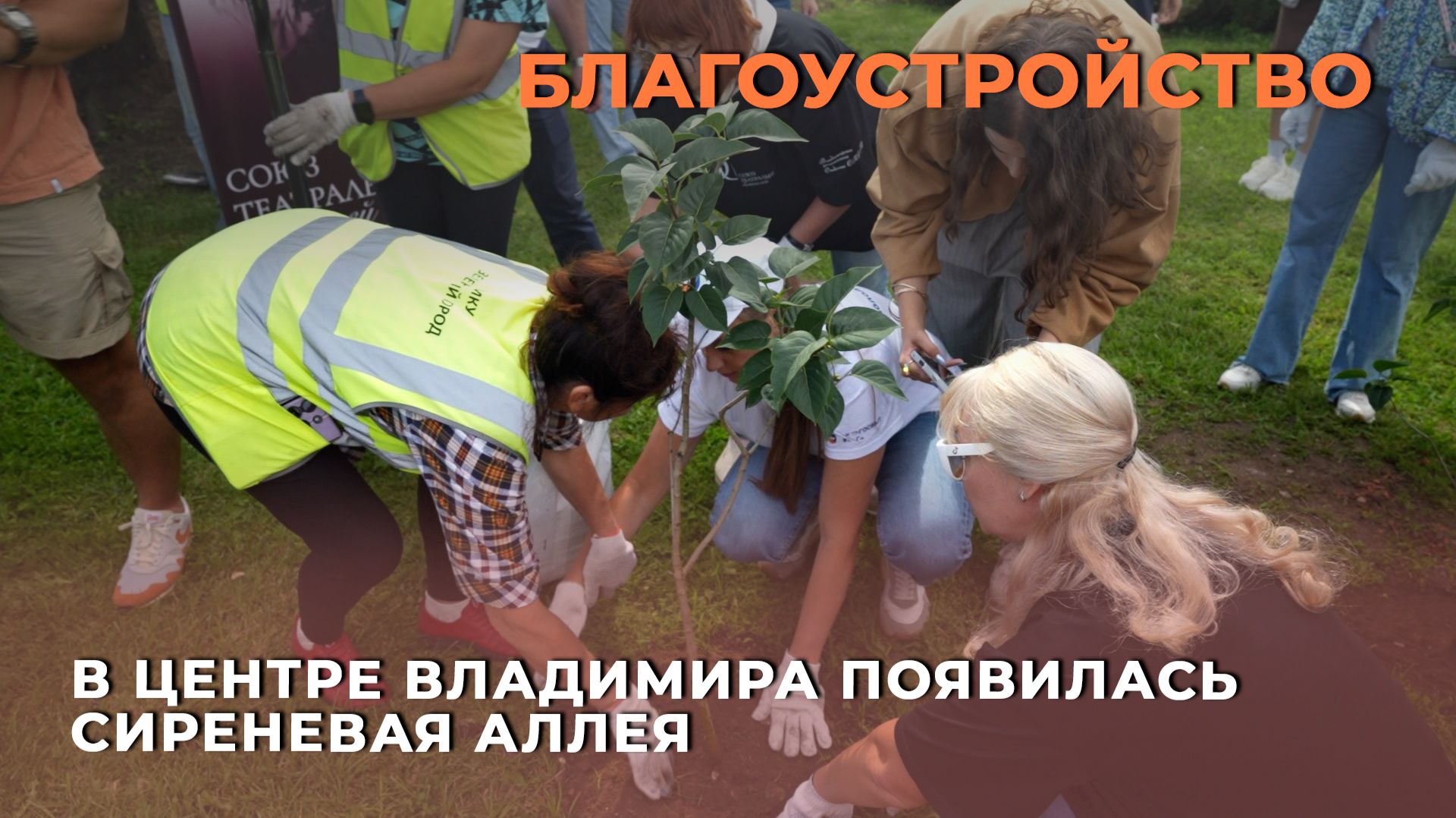 В центре Владимира появилась сиреневая аллея