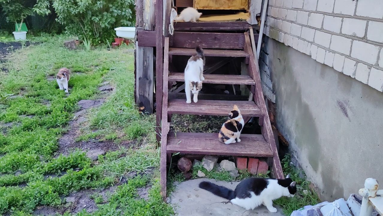 Мама забыла закрыть дверь, и кошка с котятами вышла во двор.