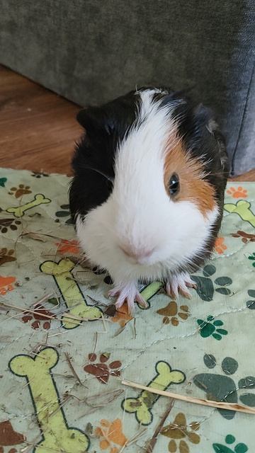 мимик