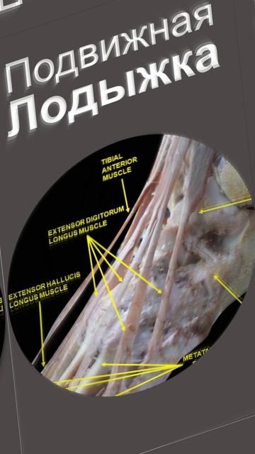 Пургаториус - Третий Элемент