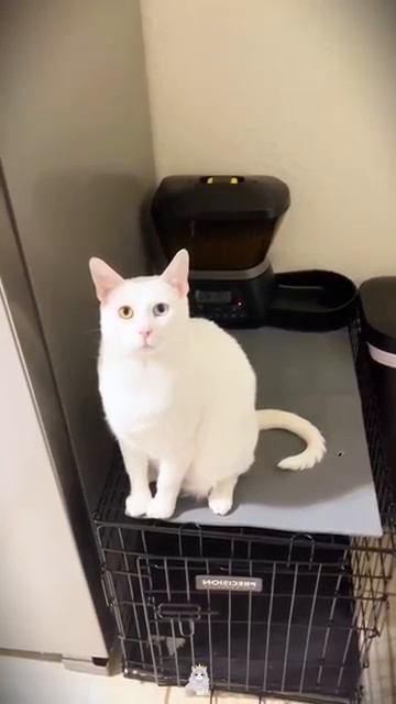 КОТЫ ПРИКОЛЫ