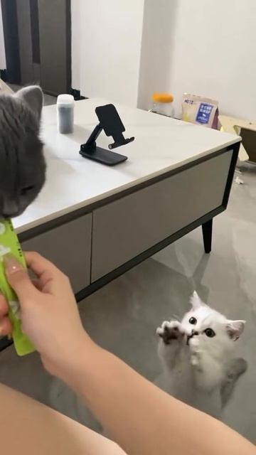 🧆Утром завтраком ты  поделись  своим , он с троицей  к тебе не раз вернётся!🍗🐱